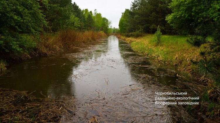 В Чернобыле изучают летучих мышей. Фото: Facebook/Чорнобильський Радіаційно-екологічний Біосферний Заповідник