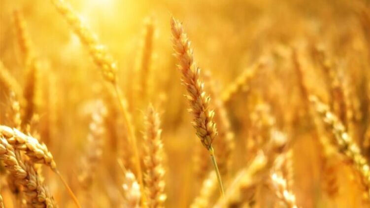 Три сухогруза с украинским зерном могут выйти из портов уже завтра. Фото: agronews.com.ua