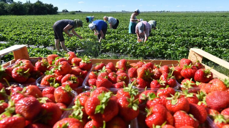 В Финляндии не хватает людей на сбор клубники. Фото: Sputnik